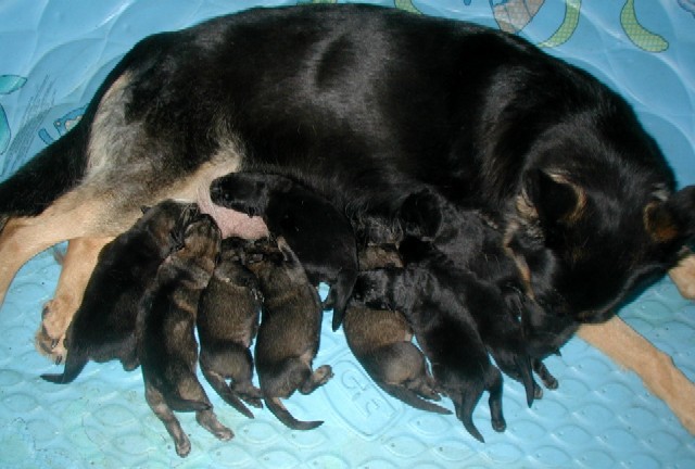 1 week old german best sale shepherd puppies